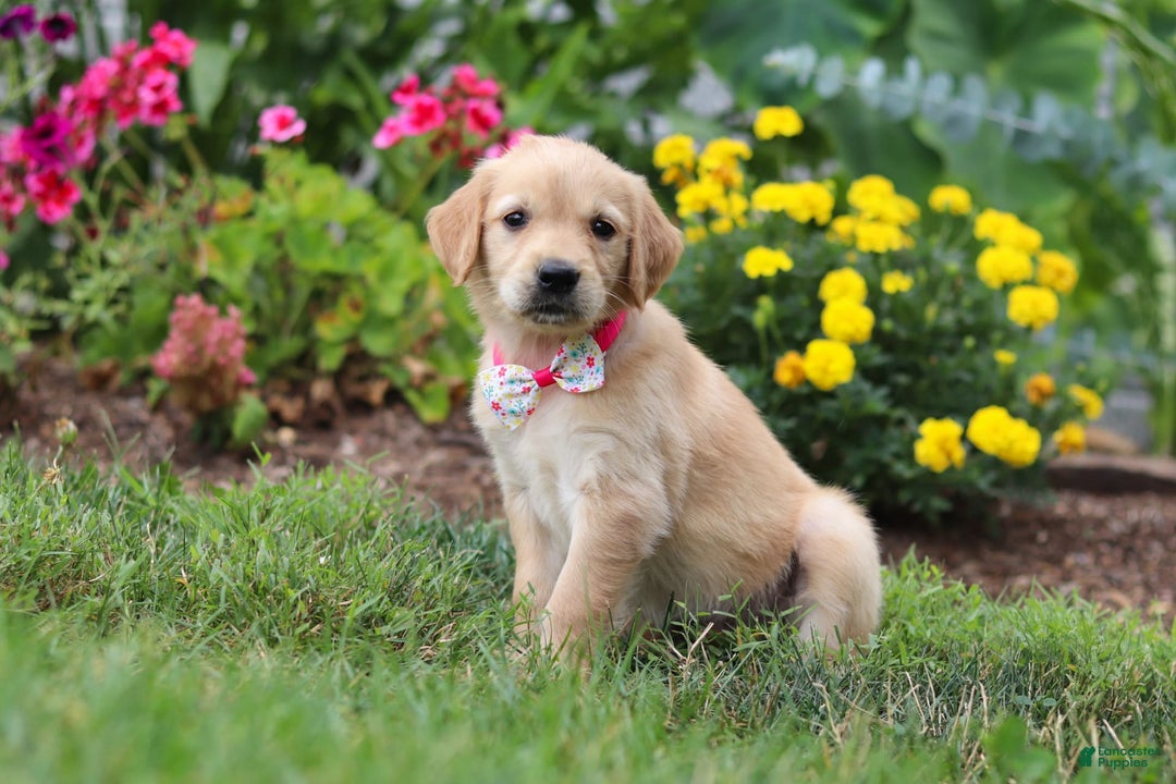 Golden Retriever dogs for sale: Miley - Image 5