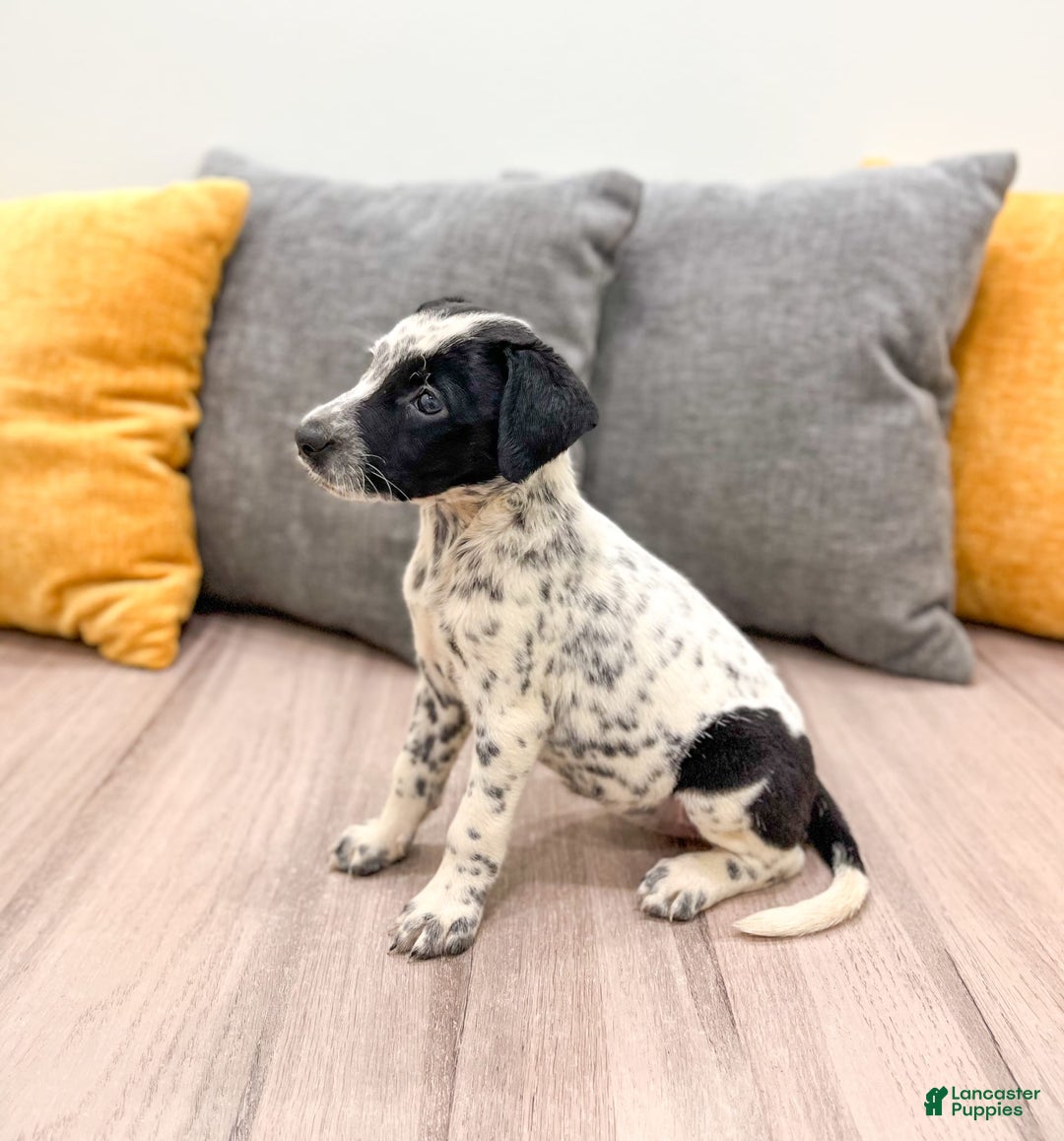 Dalmatian dogs for sale: Pepper - Image 1