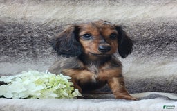Miniature Dachshund dogs for sale: Trenton - Image 3