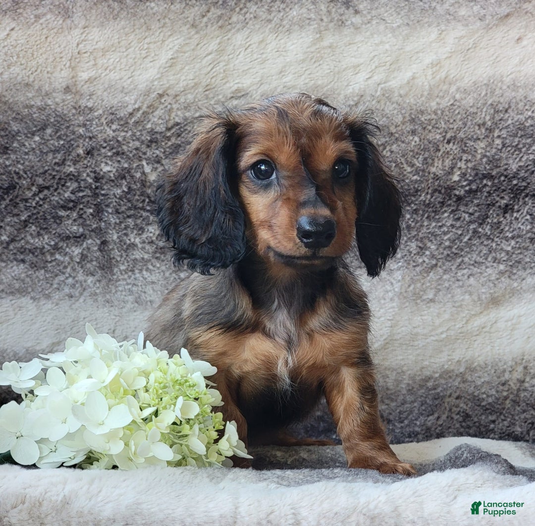 Miniature Dachshund dogs for sale: Trenton - Image 3