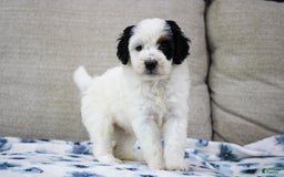Mini Bernedoodle dogs for sale: Lennon - Image 21
