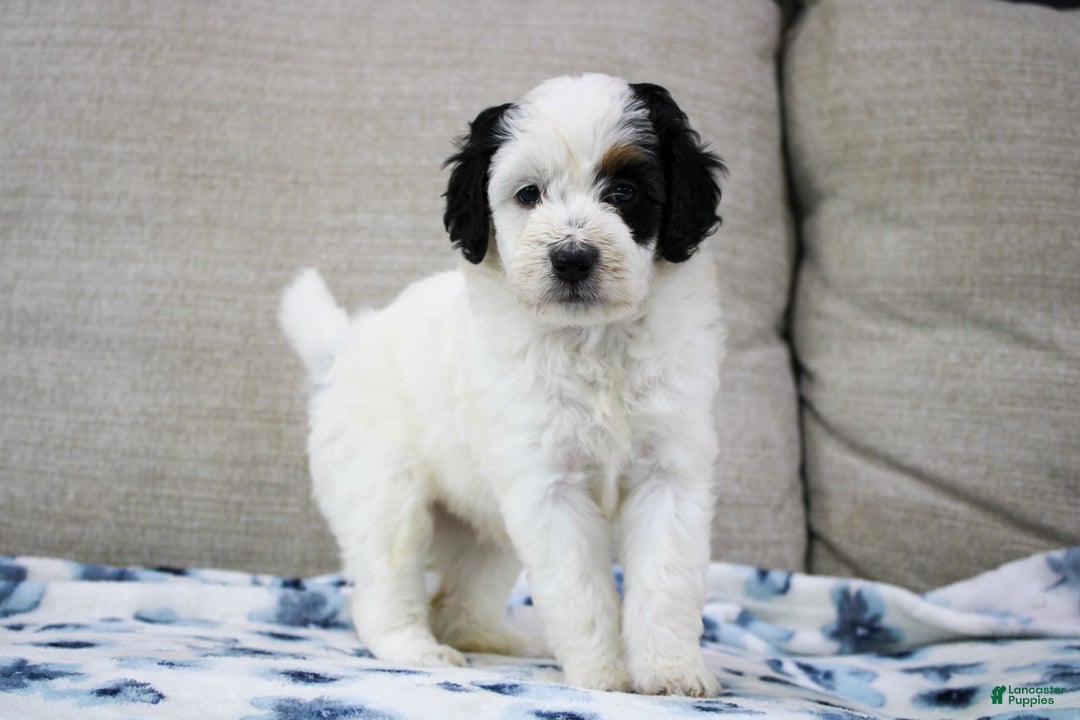 Mini Bernedoodle dogs for sale: Lennon - Image 21