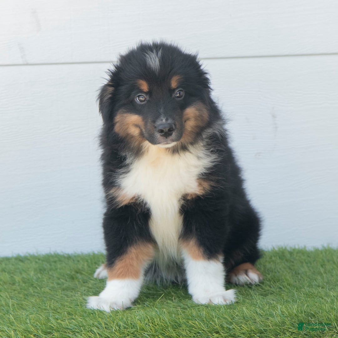 Australian Shepherd dogs for sale: Pepper - Image 8