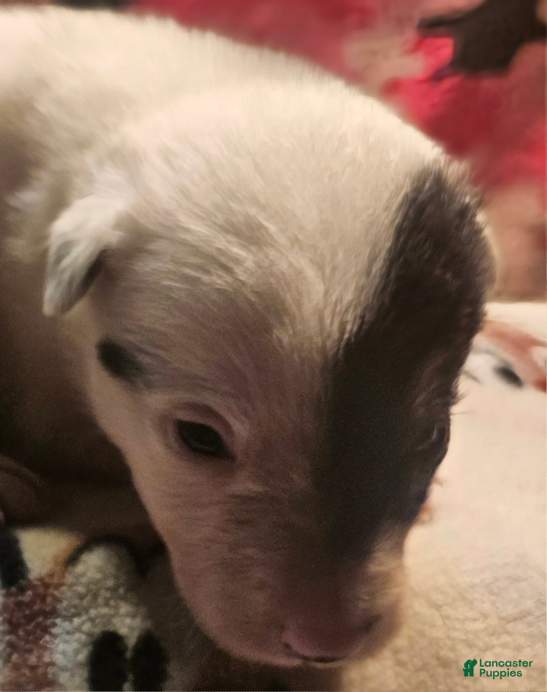 Border Collie dogs for sale: Gumbi - Image 1