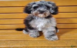 Aussiedoodle dogs for sale: Gutchie - Image 2