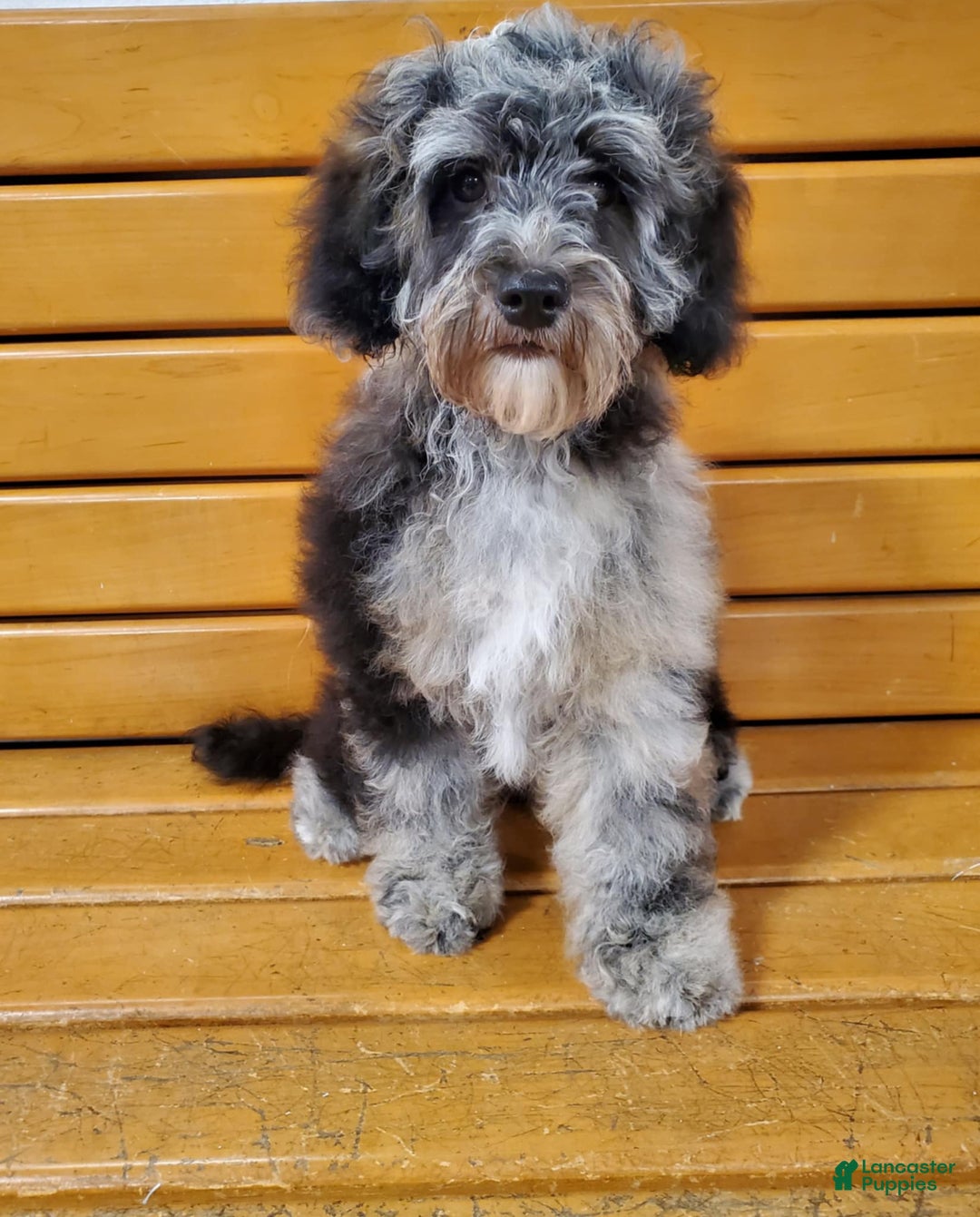 Aussiedoodle dogs for sale: Gutchie - Image 2