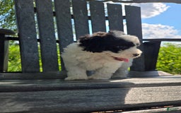 Shihpoo dogs for sale: Austin - Image 2