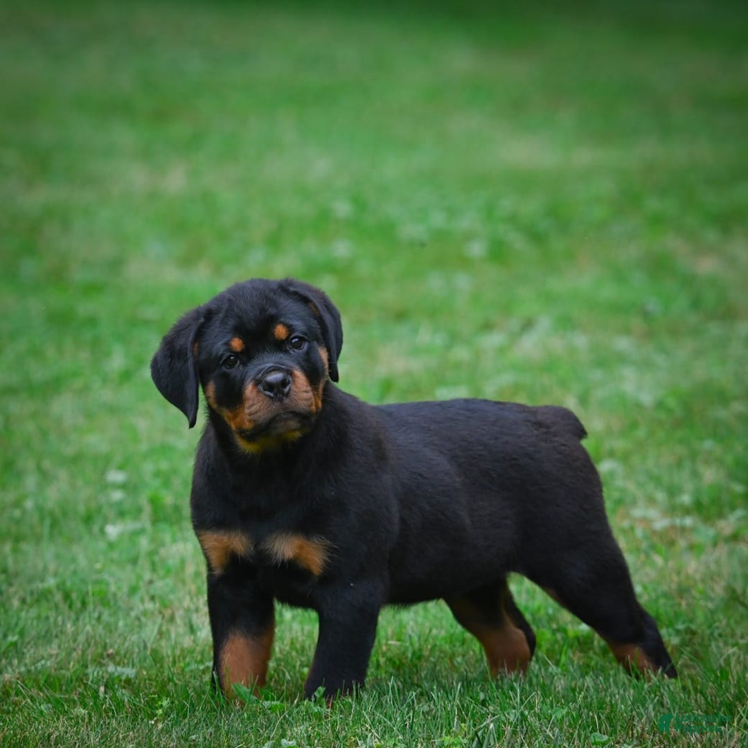 Rottweiler dogs for sale: Bella - Image 16