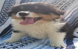Australian Shepherd dogs for sale: Sasha - Image 8