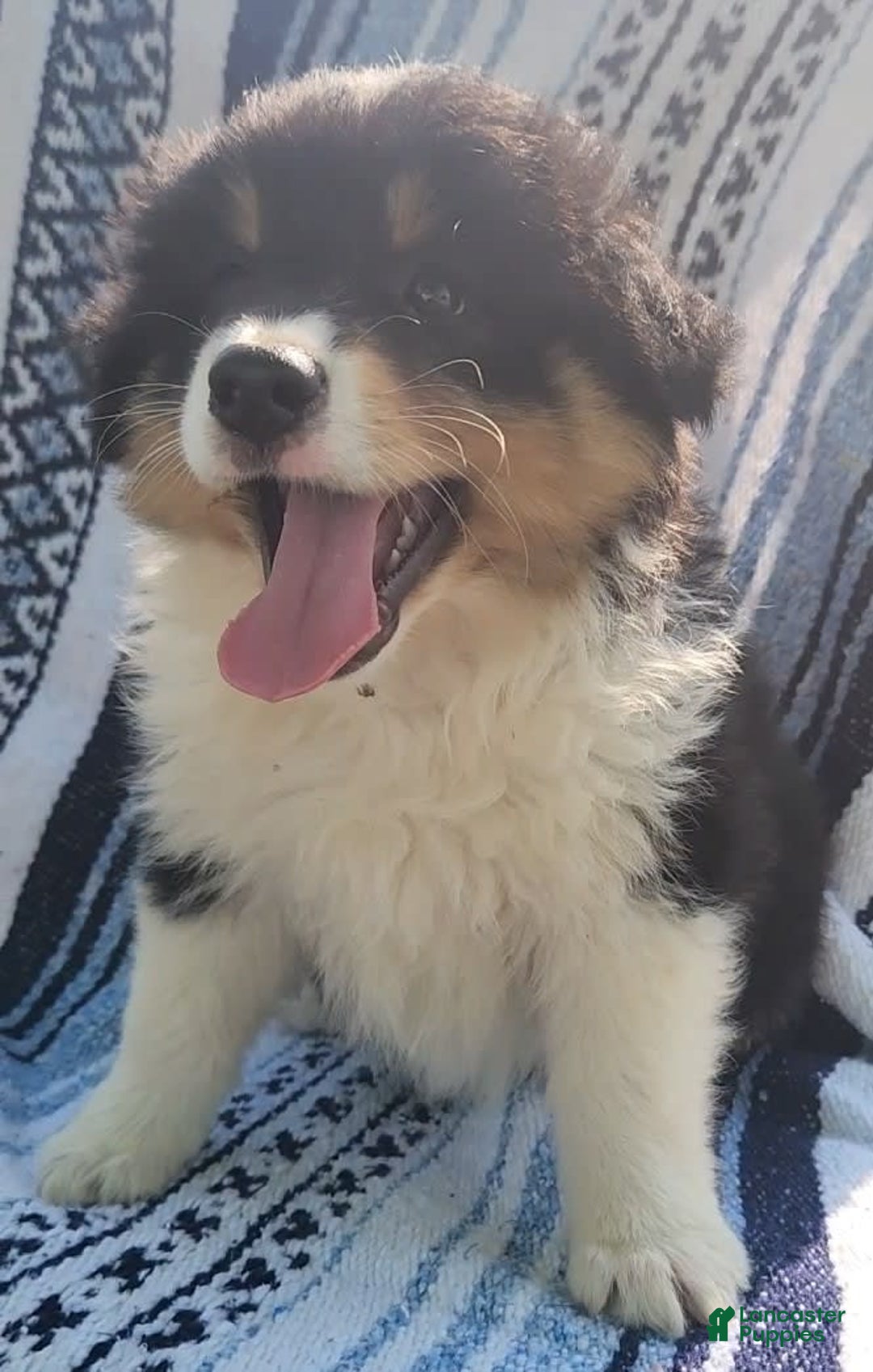 Australian Shepherd dogs for sale: Sasha - Image 8