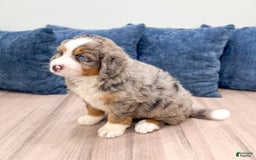 Mini Bernedoodle dogs for sale: Henry - Image 8