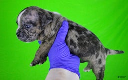 American Bully dogs for sale: Black Brindle Merle Male - Image 12