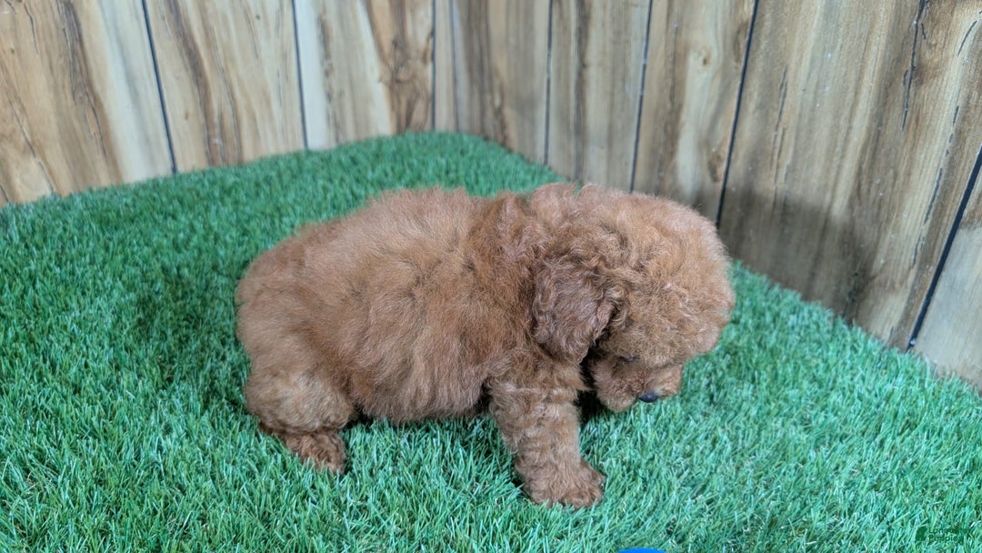 Miniature Poodle dogs for sale: Little Honey Boy - Image 4