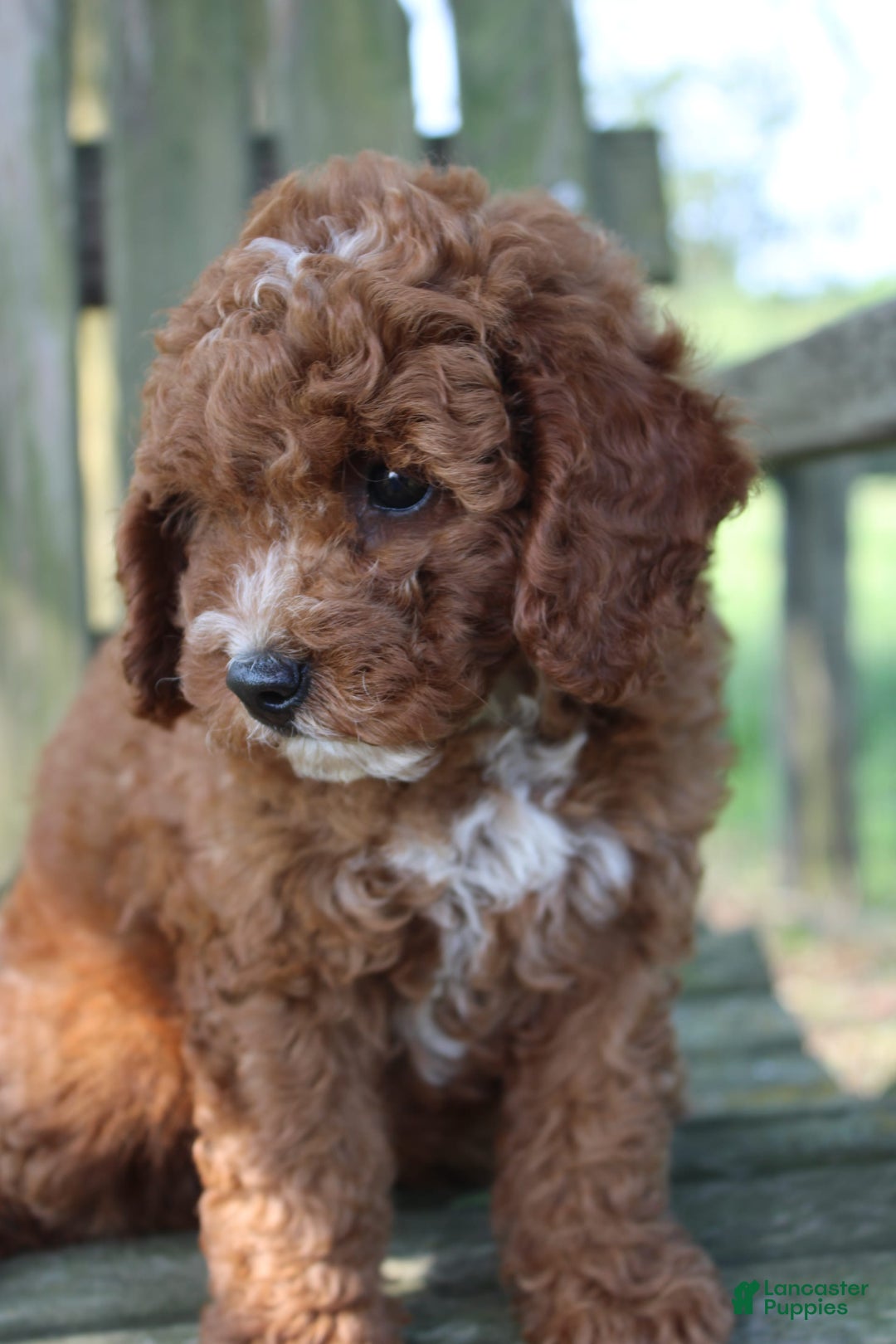 Cavapoo dogs for sale: Sterling - Image 3