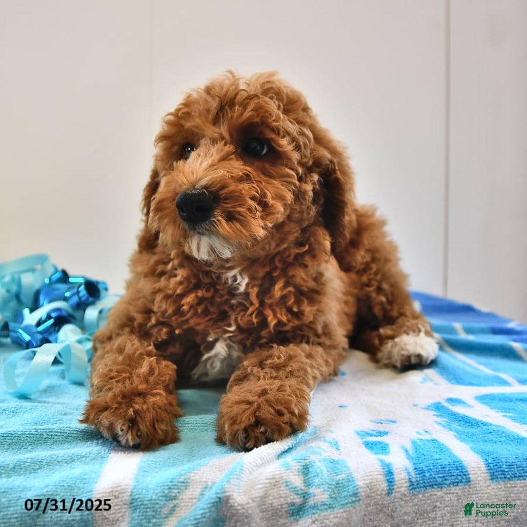 Mini Goldendoodle dogs for sale: Emily - Image 3