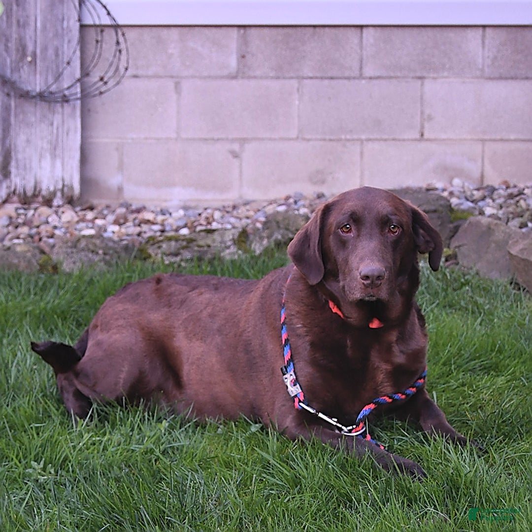 Labrador Retriever dogs for sale: Dixie - Image 6