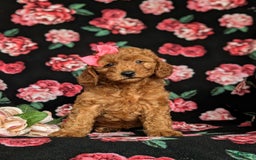 Mini Goldendoodle dogs for sale: Hildie Hypoallergenic - Image 1