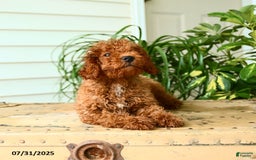 Mini Goldendoodle dogs for sale: Goose - Image 14