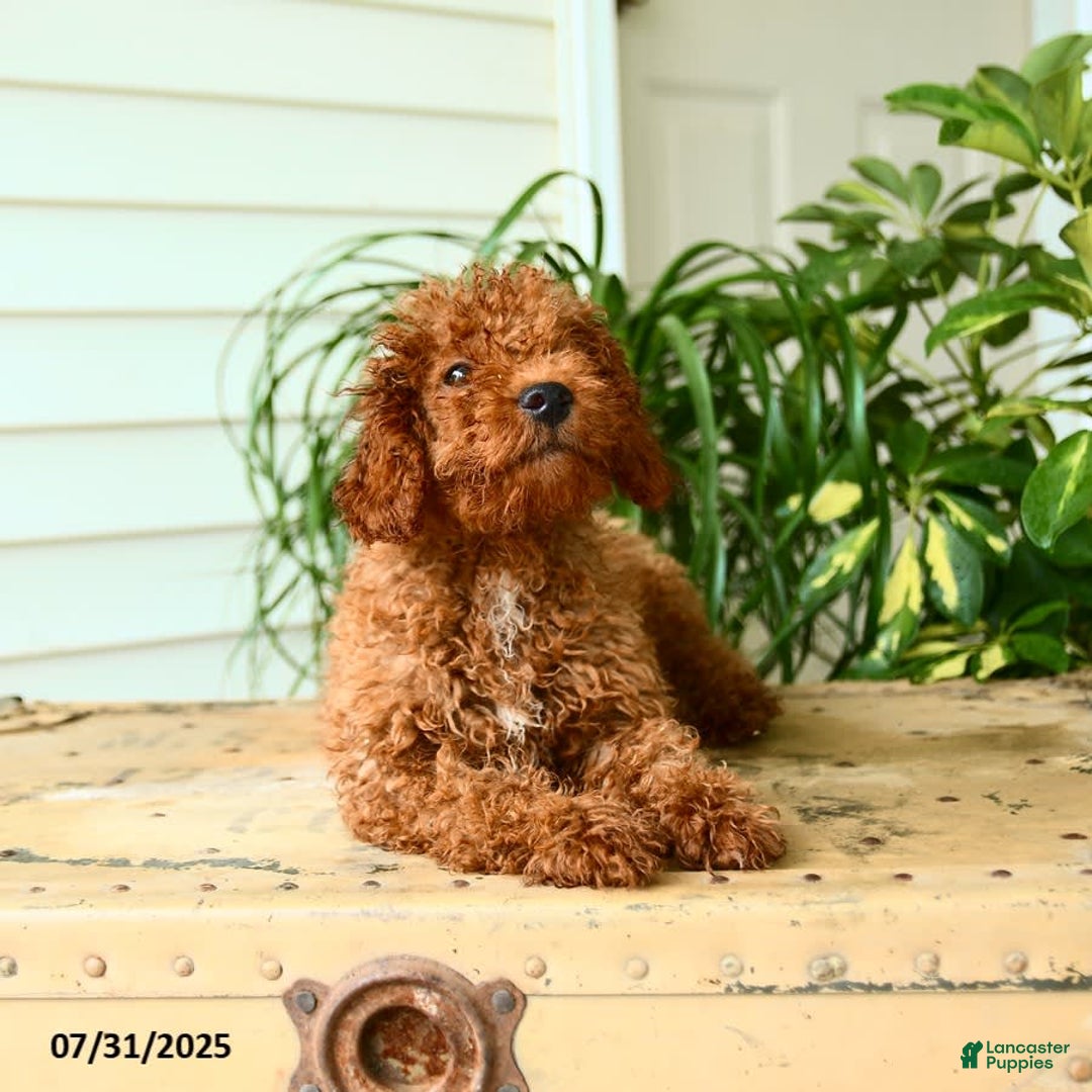 Mini Goldendoodle dogs for sale: Goose - Image 14