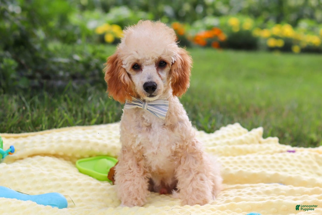 Miniature Poodle dogs for sale: Jazz - Image 18