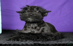 Miniature Schnauzer dogs for sale: Blaze - Image 3