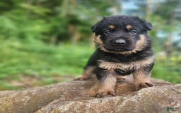 German Shepherd dogs for sale: Kimber - Image 3