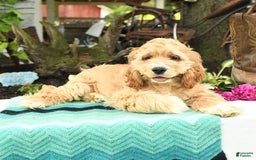 Cocker Spaniel dogs for sale: Huck - Image 6