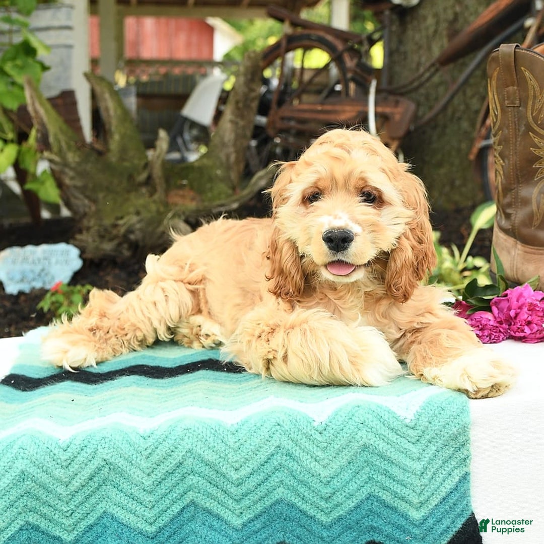 Cocker Spaniel dogs for sale: Huck - Image 6