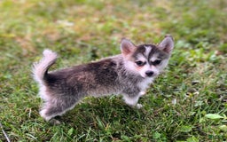 Pomsky dogs for sale: Tiny Girl - Image 1