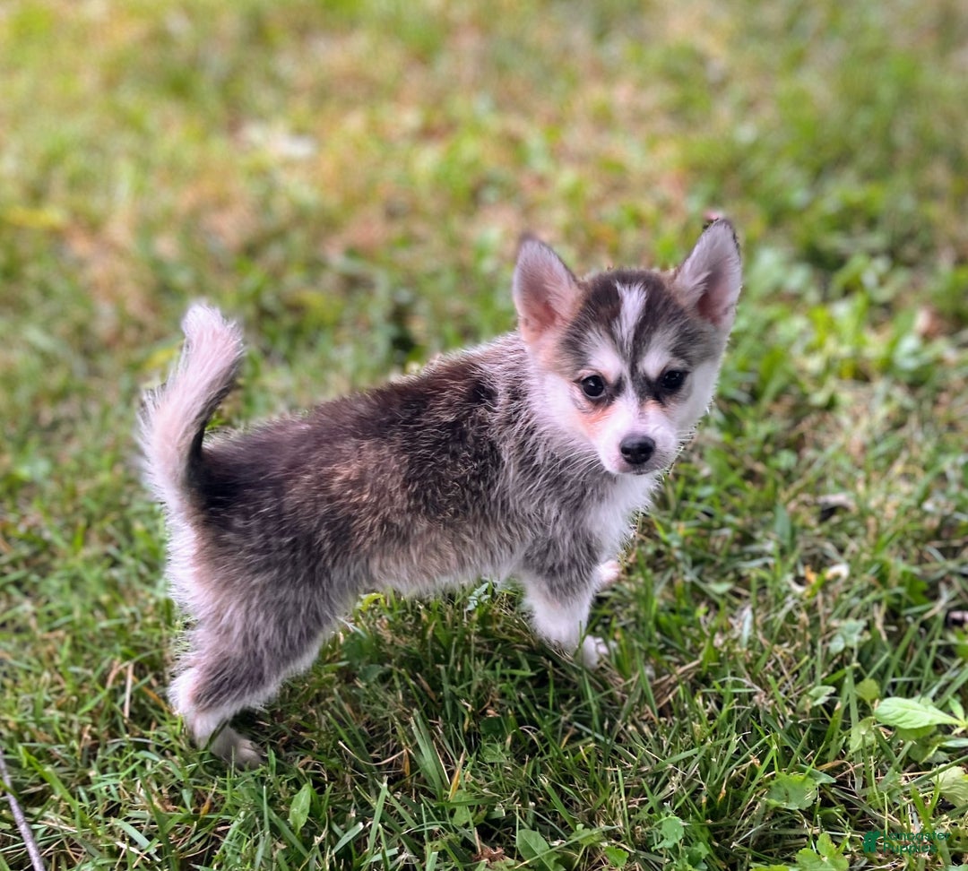 Pomsky dogs for sale: Tiny Girl - Image 1