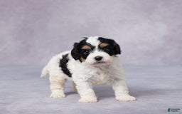Cavapoo dogs for sale: Ted - Image 2