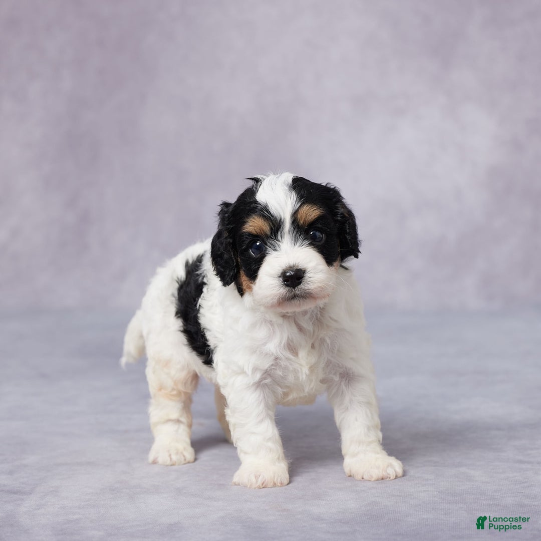 Cavapoo dogs for sale: Ted - Image 2