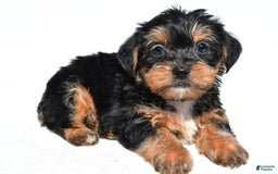 Shorkie dogs for sale: Wafa - Image 2