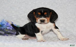 Beagle dogs for sale: Willy - Image 2