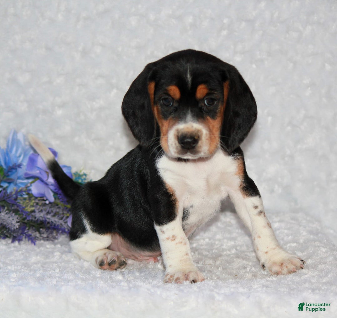 Beagle dogs for sale: Willy - Image 2
