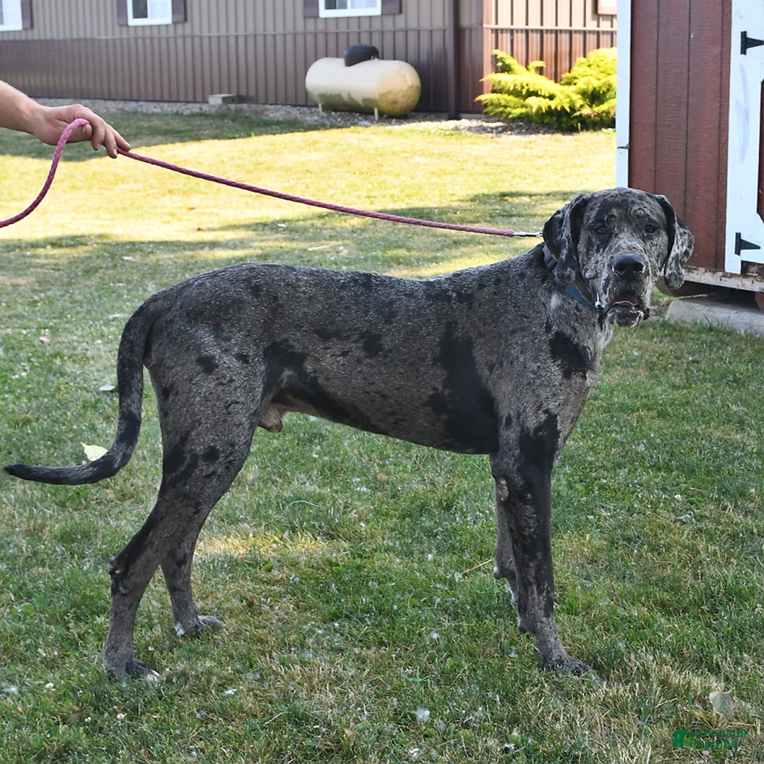 Great Dane dogs for sale: Sparky - Image 11