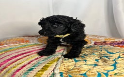 Standard Poodle dogs for sale: Fern - Image 1