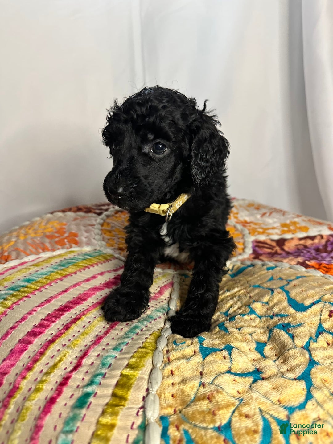 Standard Poodle dogs for sale: Fern - Image 1