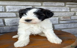 Teddy Bear dogs for sale: Elliott - Image 28