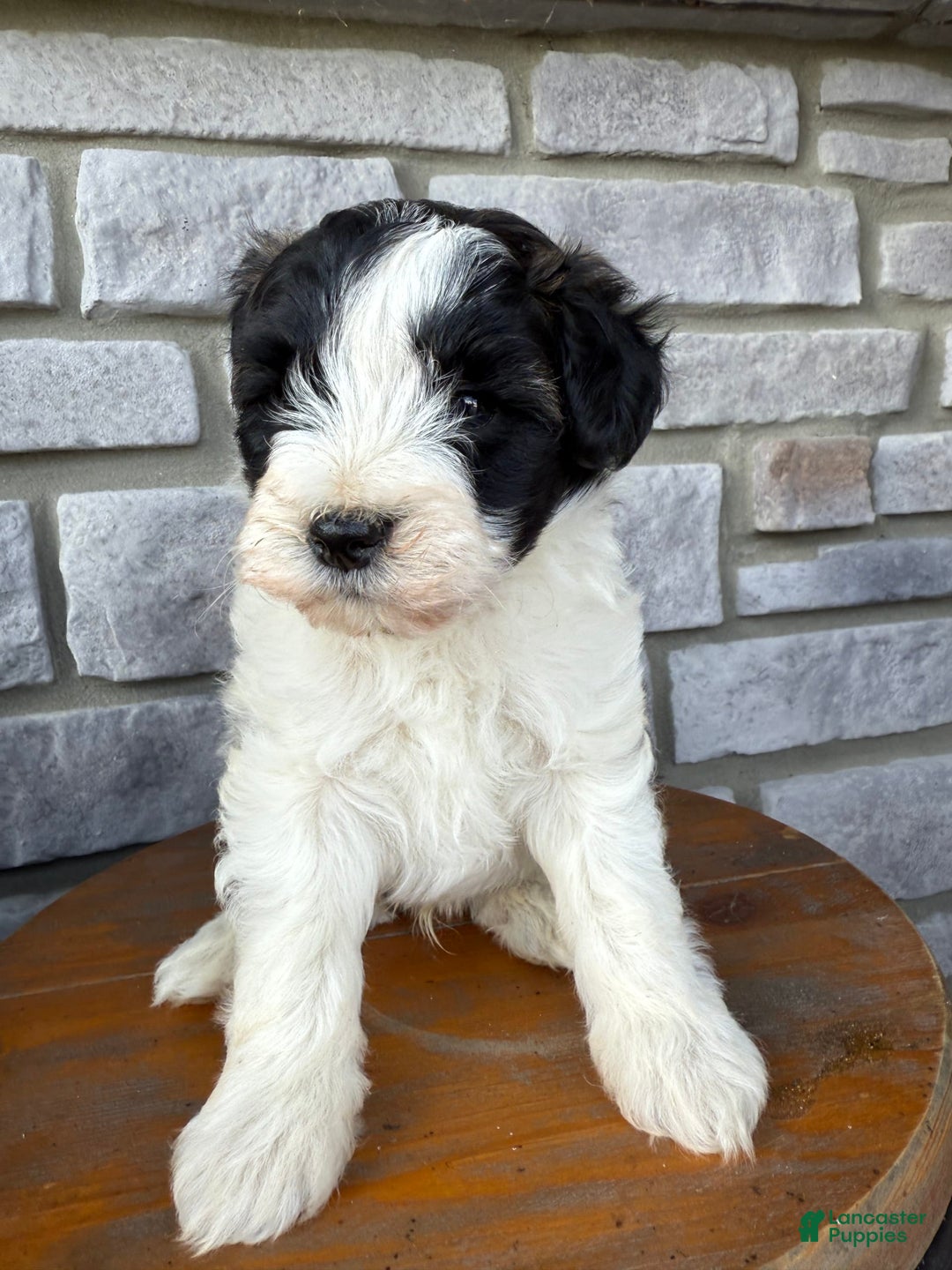 Teddy Bear dogs for sale: Elliott - Image 28