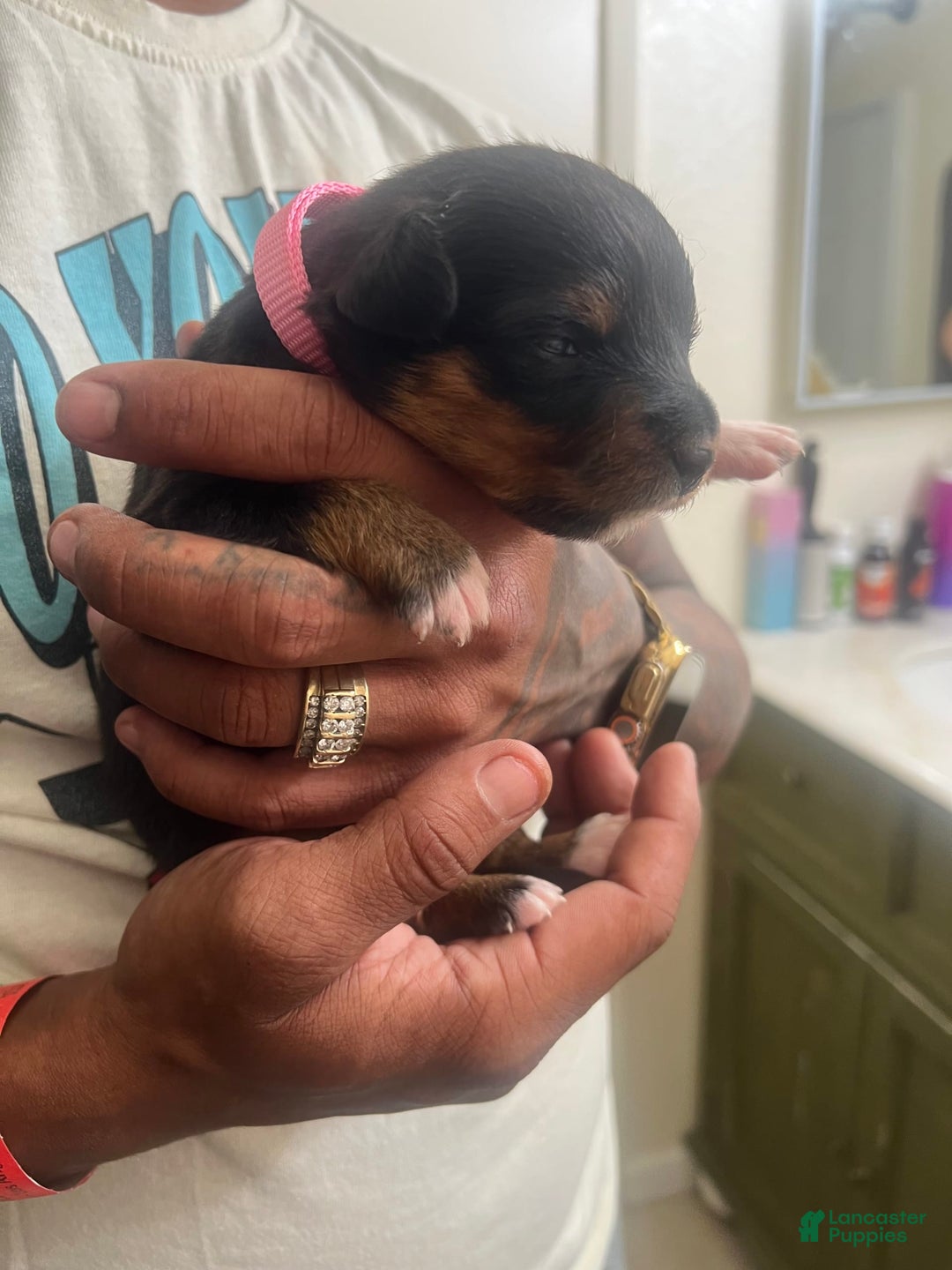 Bernese Mountain Dog dogs for sale: Nova - Image 1