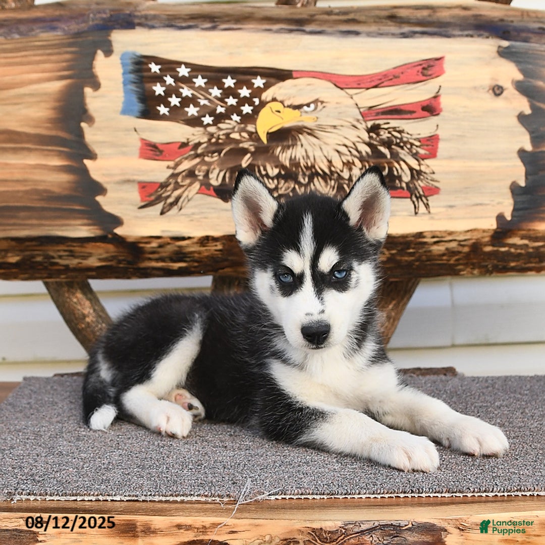 Siberian Husky dogs for sale: Reba - Image 2