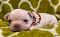 French Bulldog dogs for sale: Larry - Image 2