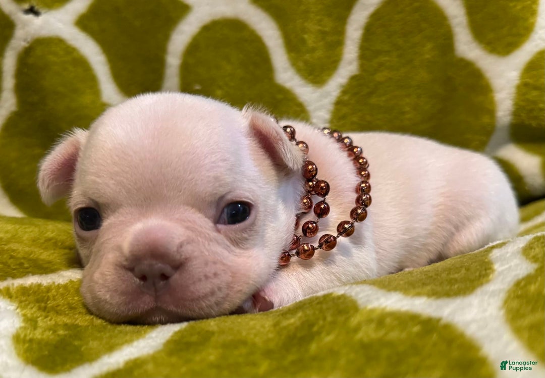 French Bulldog dogs for sale: Larry - Image 2