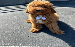 Mini Goldendoodle dogs for sale: Soda - Image 2
