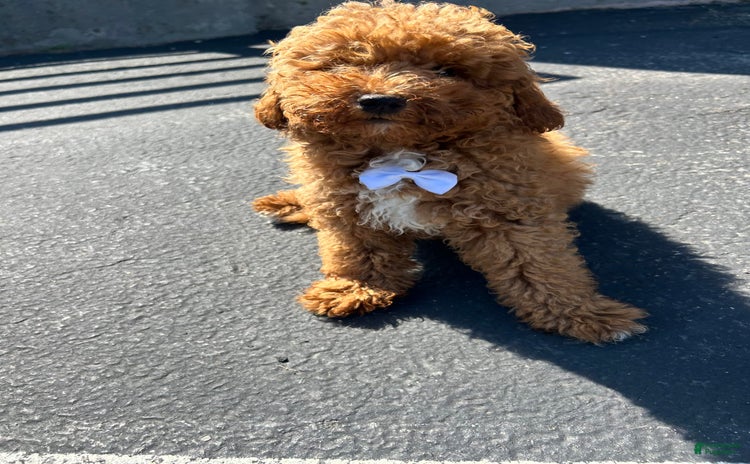 Mini Goldendoodle dogs - Advert 5