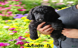 Standard Poodle dogs for sale: Male 5 - Image 1