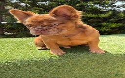 French Bulldog dogs for sale: Birkin - Image 3