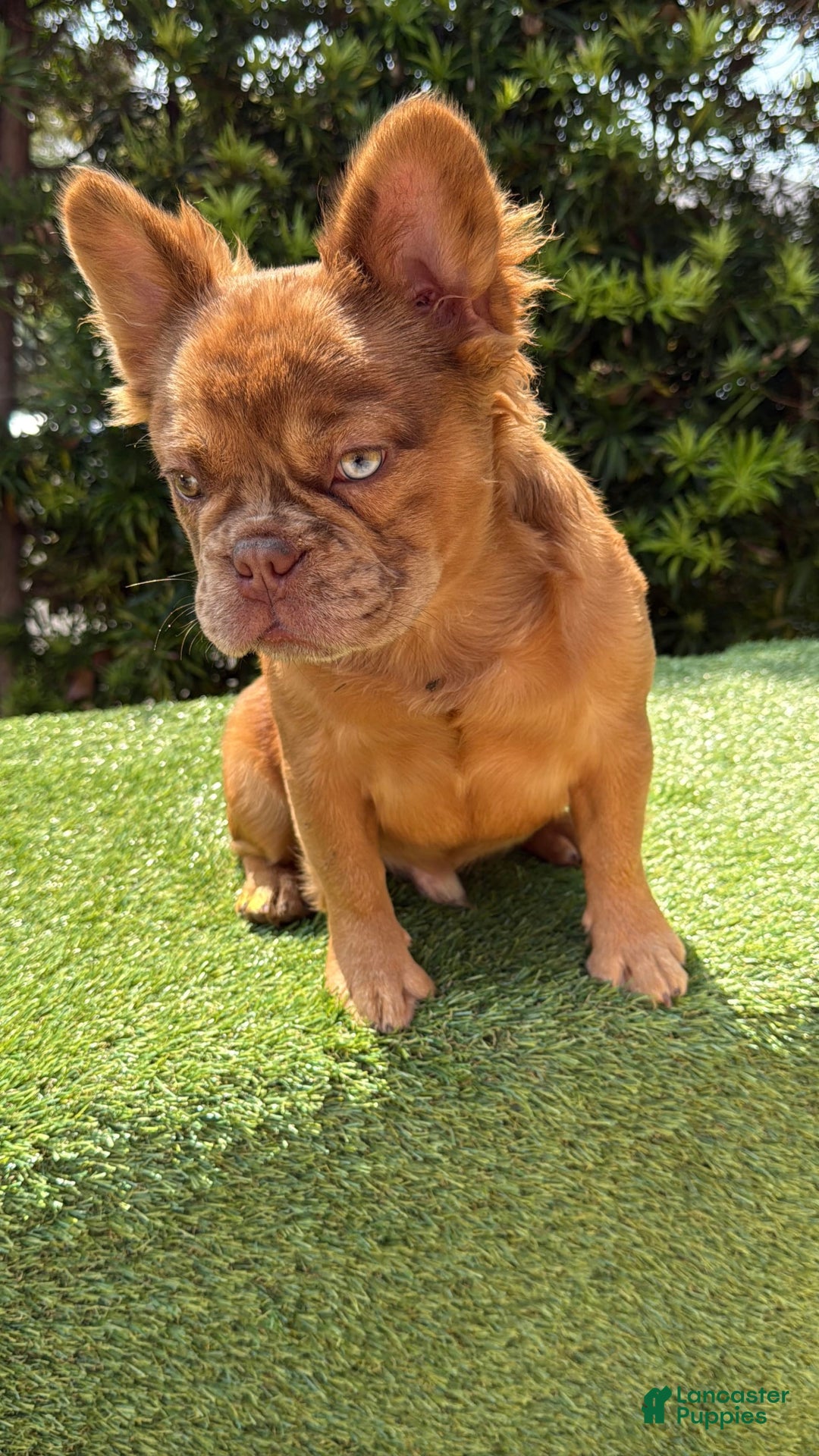 French Bulldog dogs for sale: Birkin - Image 3