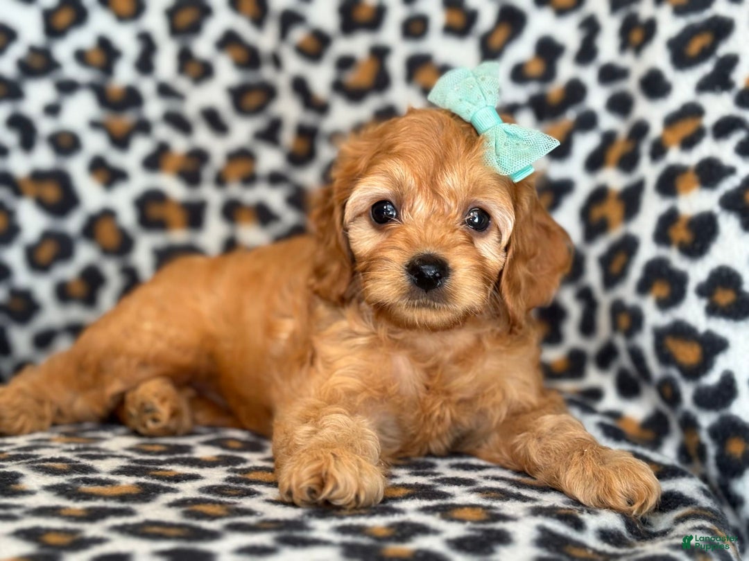 Cockapoo dogs for sale: Bella - Image 1